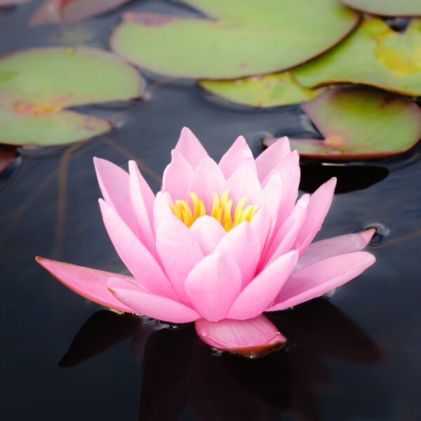 Nymphaea Rose Arey