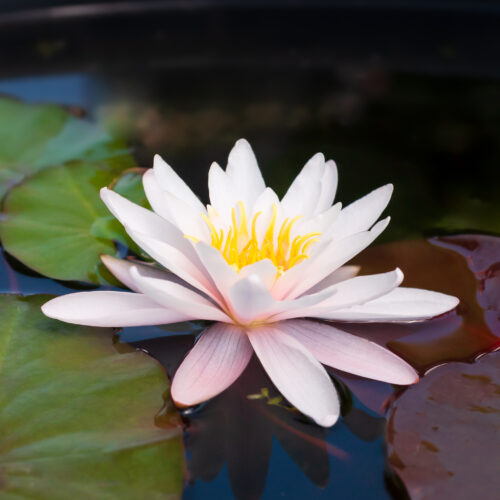 Nymphaea Rosennymphe