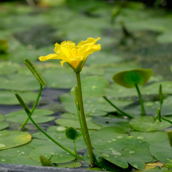 Nymphoides peltata