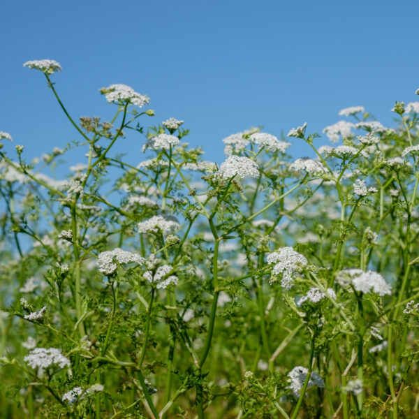 Oenanthe aquatica