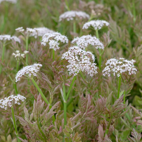 Oenanthe fistulosa Flamingo