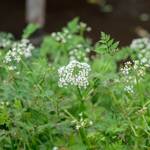 Oenanthe fistulosa