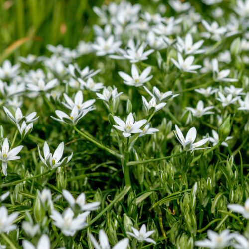 Ornithogalum umbellatum