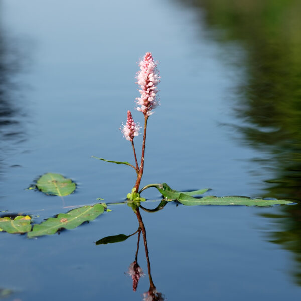 Persicaria amphibia