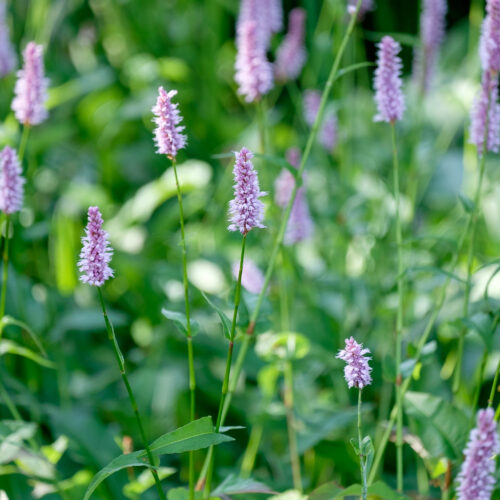 Persicaria bistorta