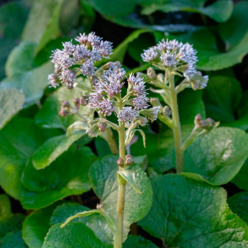 Petasites fragrans