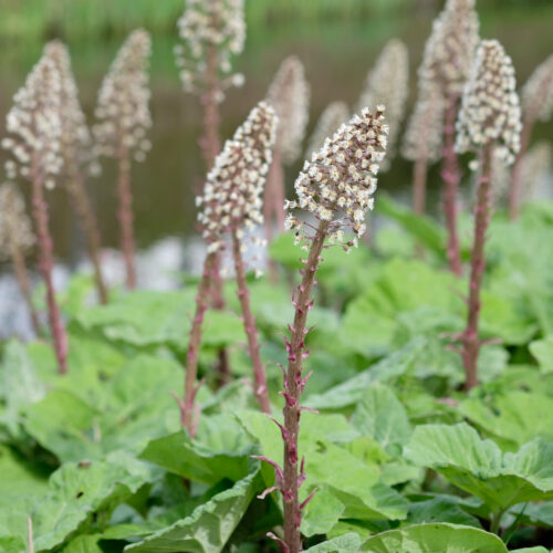 Petasites hybridus