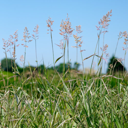 Phalaris arundinacea Picta
