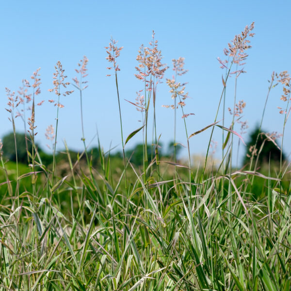 Phalaris arundinacea Picta