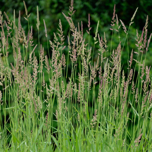 Phalaris arundinacea