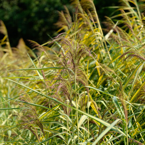 Phragmites australis Variegatus