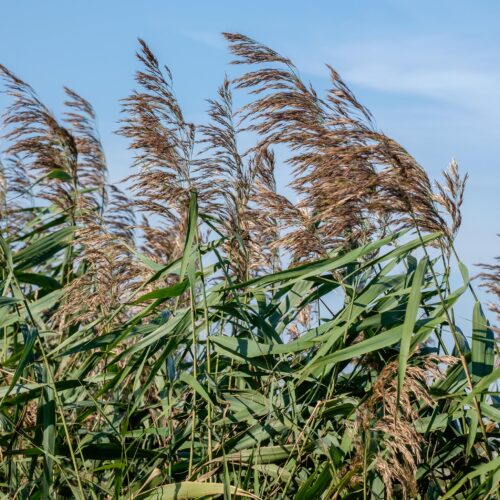 Phragmites australis