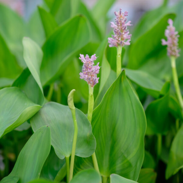 Pontederia cordata Pink Pons (Rosea)