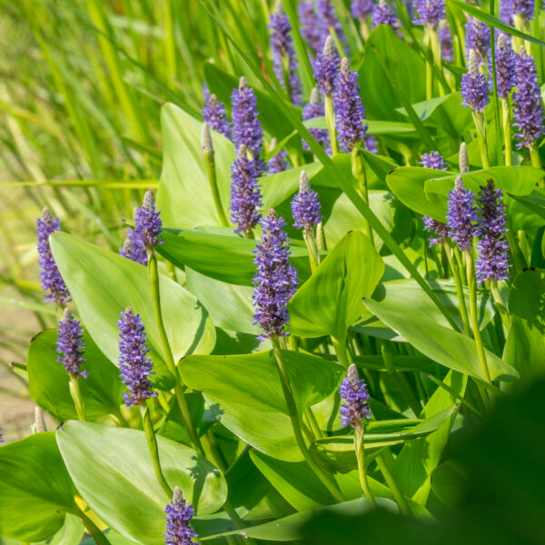Pontederia cordata