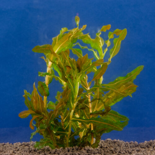 Potamogeton crispus