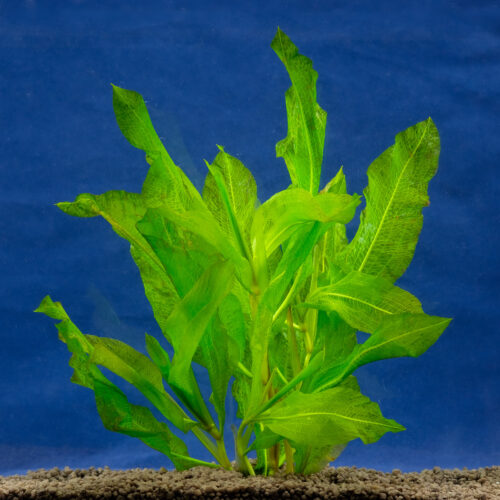Potamogeton lucens
