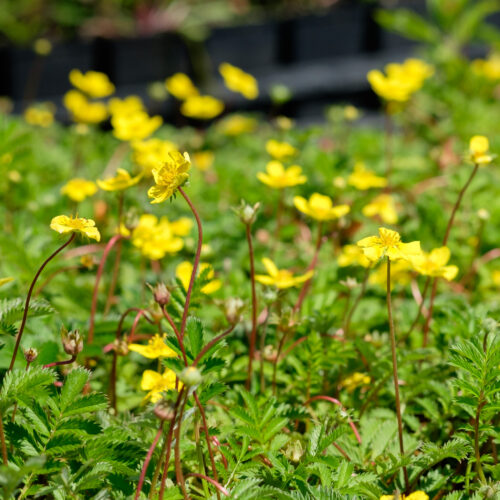 Potentilla anserina
