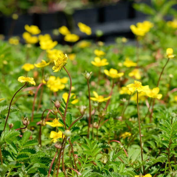 Potentilla anserina
