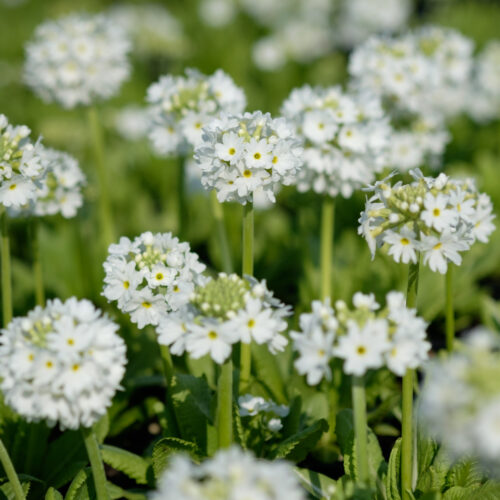 Primula denticulata Alba