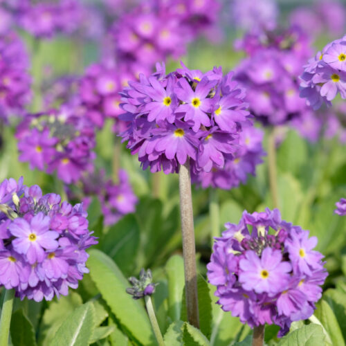 Primula denticulata Lilac