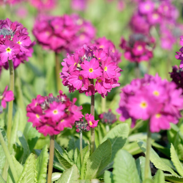 Primula denticulata Rubin
