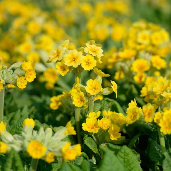 Primula veris