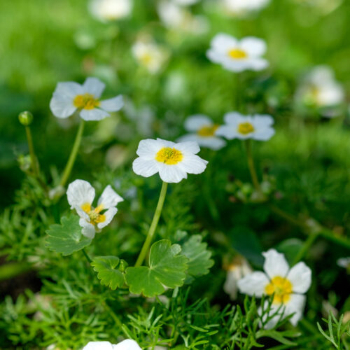 Ranunculus aquatilis