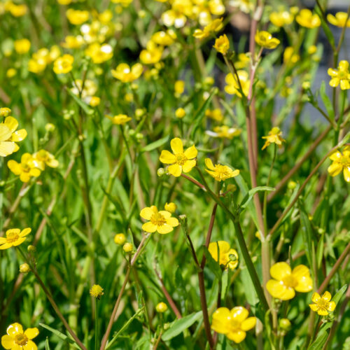 Ranunculus flammula