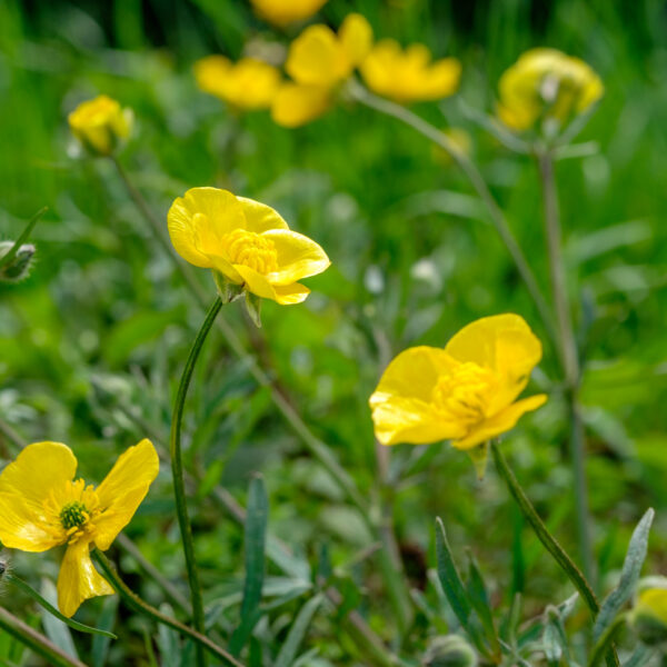 Ranunculus repens
