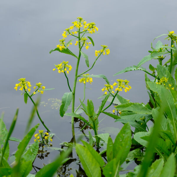 Rorippa amphibia