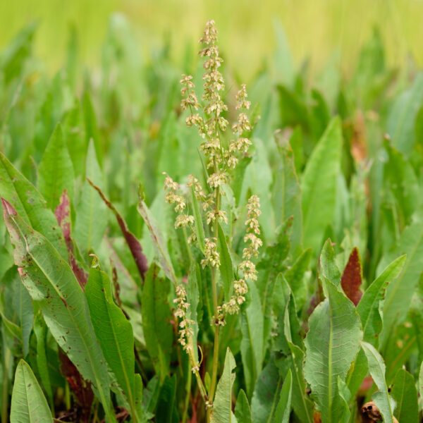 Rumex hydrolapathum