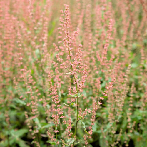 Rumex sanguineus