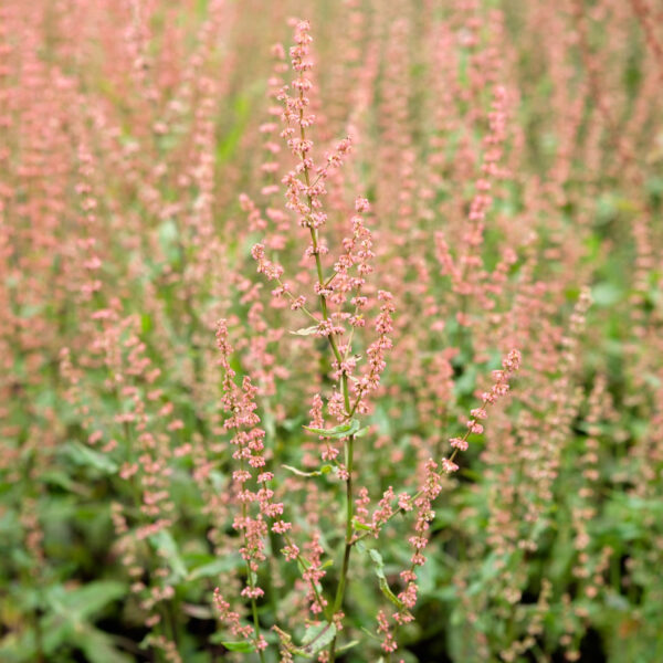 Rumex sanguineus