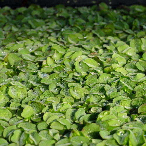 Salvinia natans