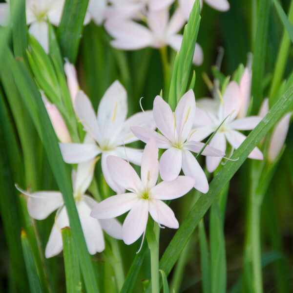 Hesperantha coccinea Alba (Schizostylus)
