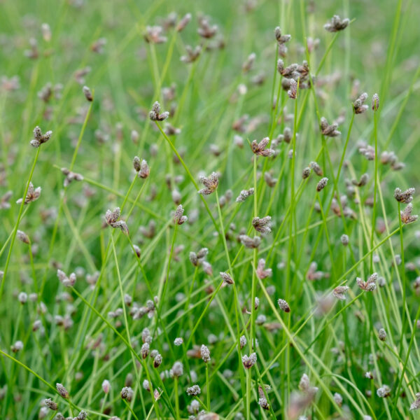 Isolepis cernua