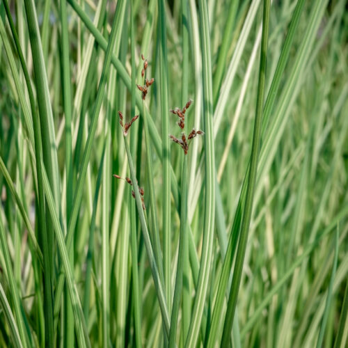 Schoenoplectus lacustris Albescens (Scirpus)
