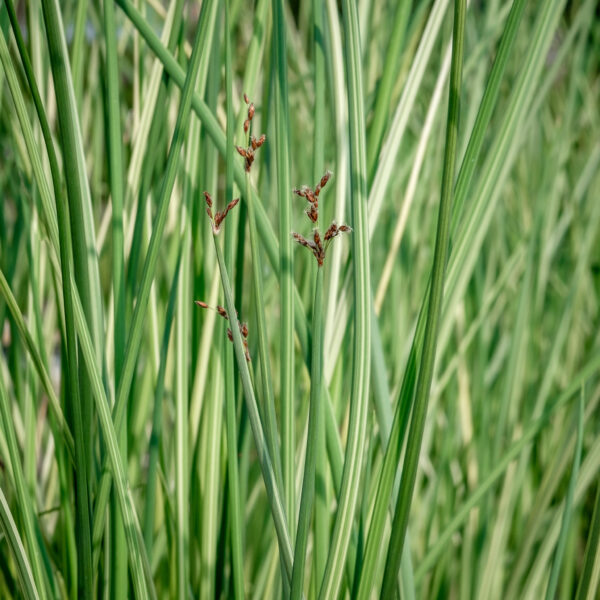 Schoenoplectus lacustris Albescens (Scirpus)