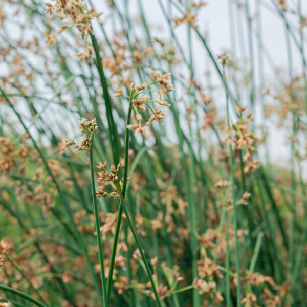 Schoenoplectus lacustris (Scirpus)