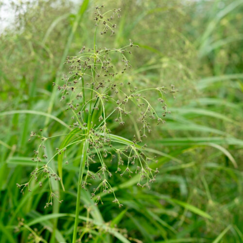 Scirpus sylvaticus