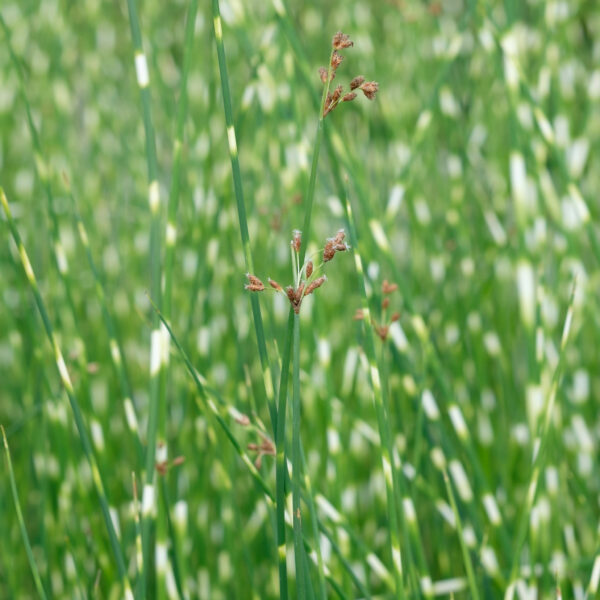 Schoenoplectus tabernaemontani Zebrinus (Scirpus)