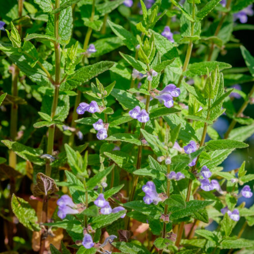 Scutellaria galericulata