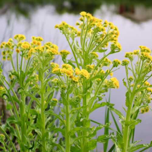 Tephroseris palustris