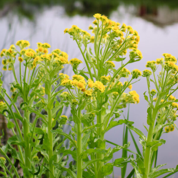 Tephroseris palustris