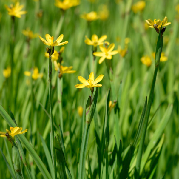 Sisyrinchium californicum