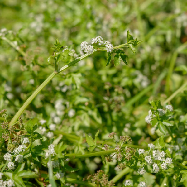 Berula erecta