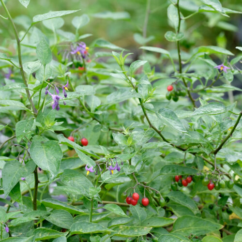 Solanum dulcamara