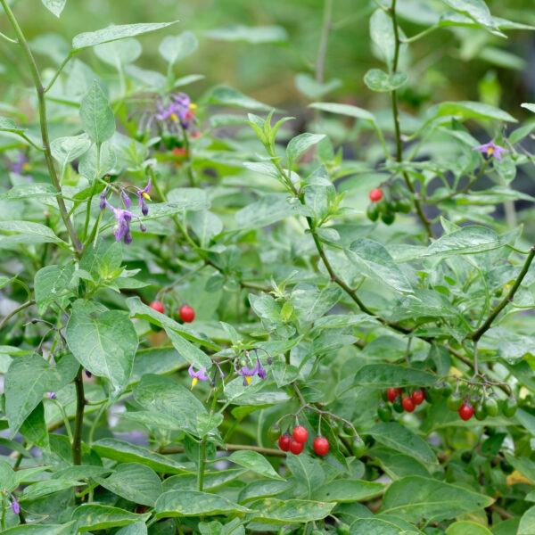 Solanum dulcamara