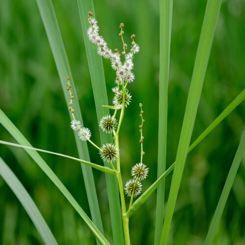 Sparganium erectum