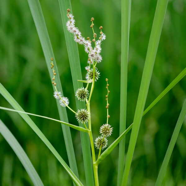 Sparganium erectum